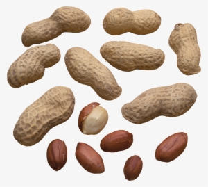 Peanut Png - Scattered Peanuts #720512