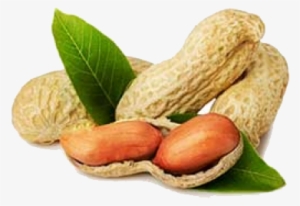 Indian Ground Nut Exporters In India - Peanut For Label #720593
