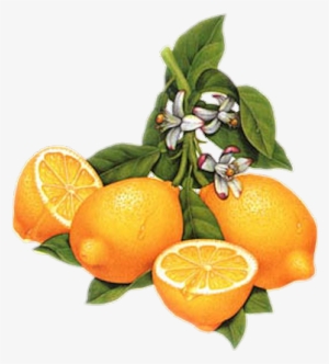 Clip Art - Vintage Lemon Clip Art #720777