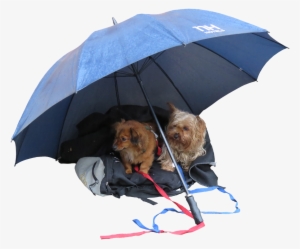 Cute Dogs - Natte Hond Png #721391