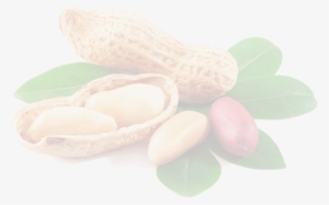 Peanut Png Picture - Peanut House By Lawrence E. Gulley #721400