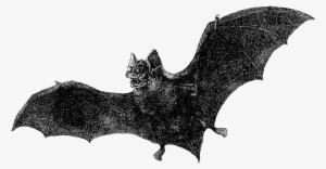 Halloween Bats - Dracula #721487