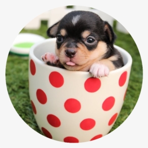 I Asked A Friend Who Owns A Couple Of Small Dogs What - Puppy Cute Dogs #721527