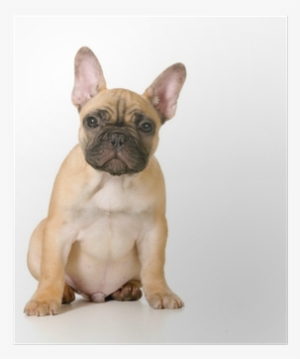 Puppy #721557