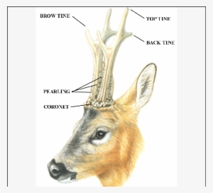 Parts Of The Roe Deer Antlers - Deer #722630