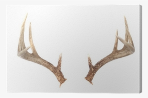 Whitetail Deer Antlers #722775