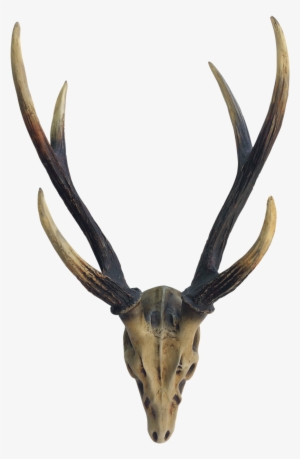 Picture Freeuse Stag Wall D Cor Ls Collections - Skull #722859