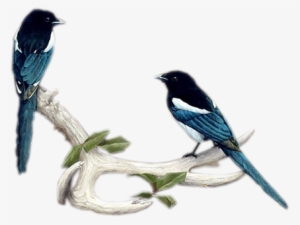 Magpies-antlers - Portable Network Graphics #723522