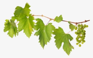 Grape Vines Png Picture Freeuse Download - Vitis #724680