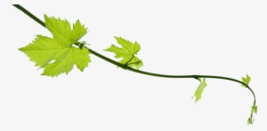 Grape Vine Png - Faith And Reason: Their Roles In Religious #724707