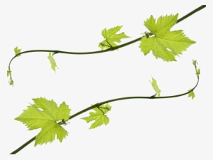 Grapevine Png Hd - Grape Vine Leaves Png #724730