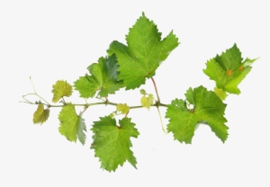 Grape Leaves Png - Grape Vine Leaves Png #724919