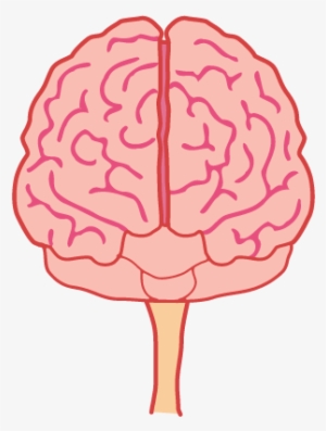 Animated Brain Png - Brain Front View Png #725295