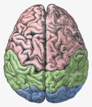 Clip Stock Wikiwand - Brain Hemispheres Png #725345