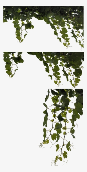 Vine Leaves - Canoe Birch #725388