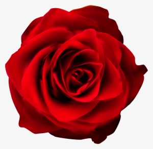 Red Rose Transparent Png Clip Art Image #725552