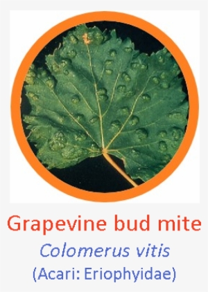 Grapevine #725636