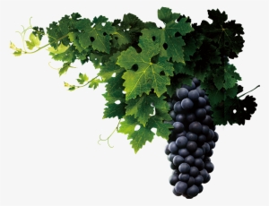 Grapevine Png Transparent - Grape Seed Png #725994