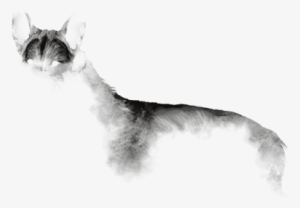 Back Splatter - Llama #726016 Back Splatter - Llama #726016