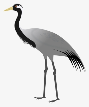 Birds Transparent Crane - Demoiselle Crane #726365