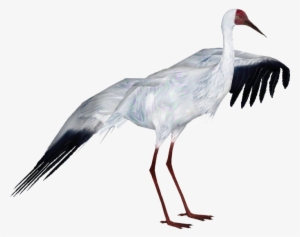 Siberian Crane - Whooping Crane Png Transparent #726457