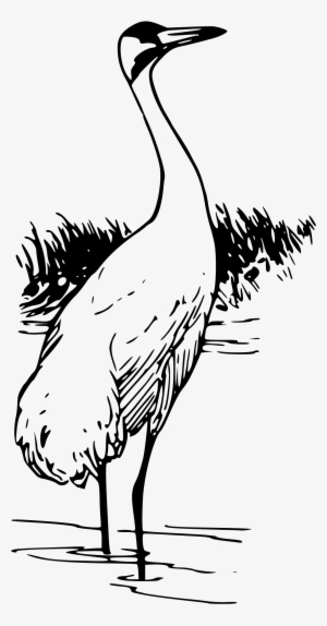 Sandhill Crane Clipart Black And White - Outline Of Black Necked Crane #726662