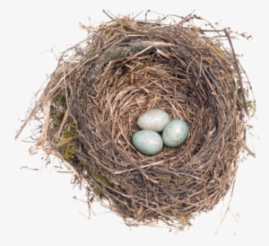 Nest Png - Egg #727219
