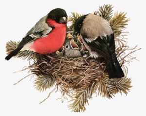 Nest Png File Download Free - Aves En Su Nido #727346