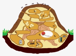 Internal Construction - Ant Nest Clipart #728563