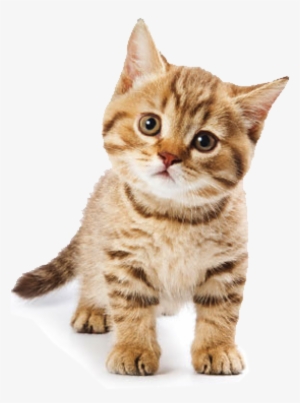 Cute Cat - Cute Cat Png #728603