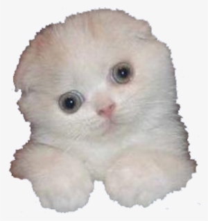 Banner Library Download Cats Png For Free Download - Souter Lighthouse #728642