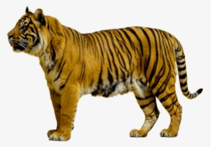 Animals Clipart Png,cartoon Animals Png,cute Animal - Tiger Transparent Background #728871