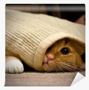 Un Chat Se Cache #729178