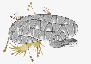 Venomous Pharmaceuticals Bothrops Jaracaca © Phoebebell #7207899