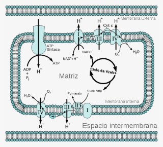 Mitochondrial Electron Transport Chain Es #7208935