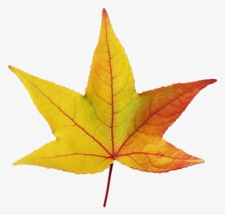 Hoja De Otoño Png #7215527