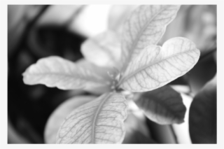 Predominan Los Tonos Claros Sin Llegar A Sobre Exponer, #7216333