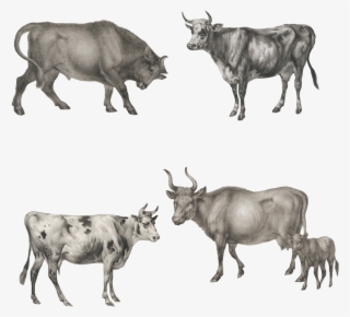 Ox Animal Png #7219009