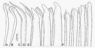 Neuropodial Bidentate Hooded Hook Of Segment #7225314