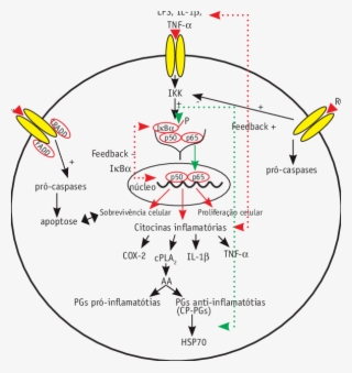 Interação Entre As Ros, Citocinas Inflamatórias E Receptores #7229106