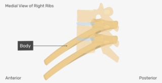 Medial View Of The Body Of The Right Ribs With Vertebrae #7230248