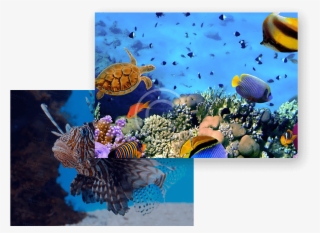 Fish Health #7242333