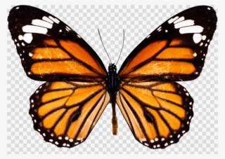 Monarch Butterfly Png Clipart Monarch Butterfly Insect #7243810