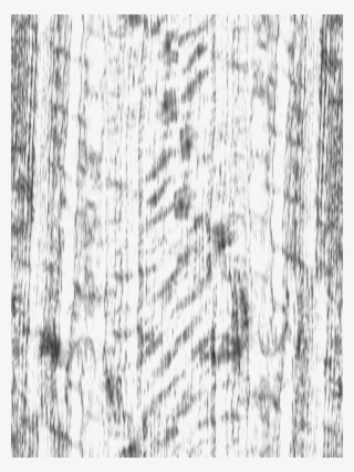 Ribbon #7244818