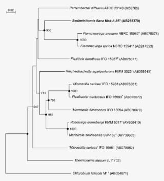Neighbour Joining Phylogenetic Tree Of Sediminitomix #7245043