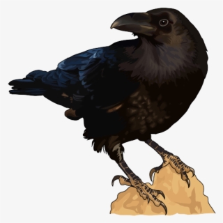 Cuervo Png #7248402