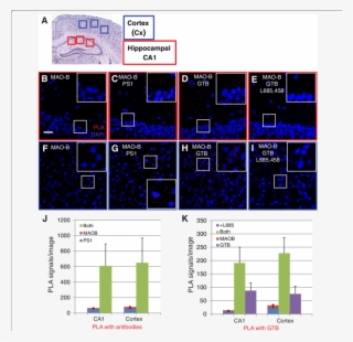 Proximity Ligation Assay To Visualize The Ps1/mao B #7250394