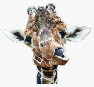 Derp Mouth Png #7257416