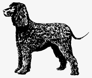 Irish Water Spaniel Icons Png #7262885