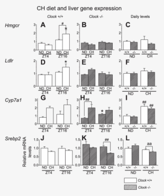 Effect Of A Ch Diet On Liver Gene Expression #7264708